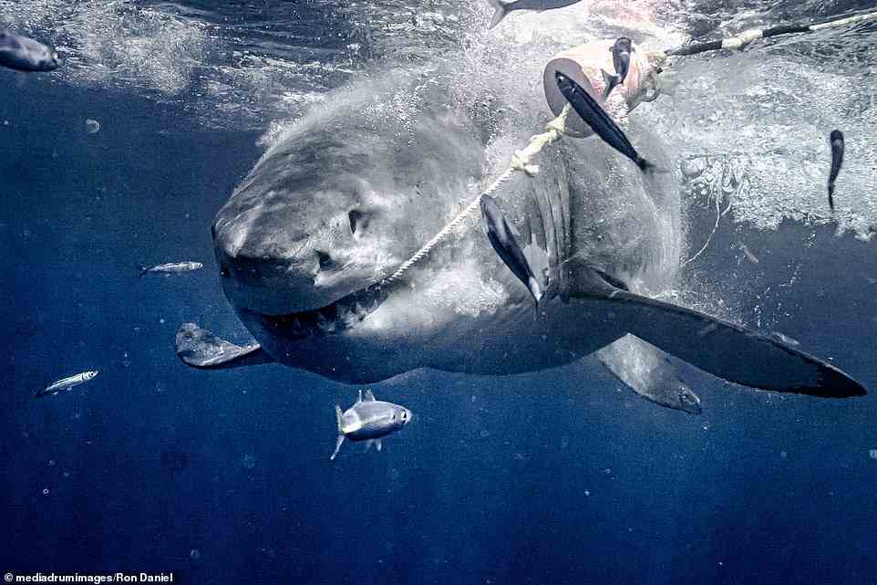 The shark thrashed around the water, images show, and tore through a rope attached to a buoy off the Mexico coast. Great White sharks can measure up to 20ft, nearly the length of a single-decker bus. They weigh up to 2.5 tons