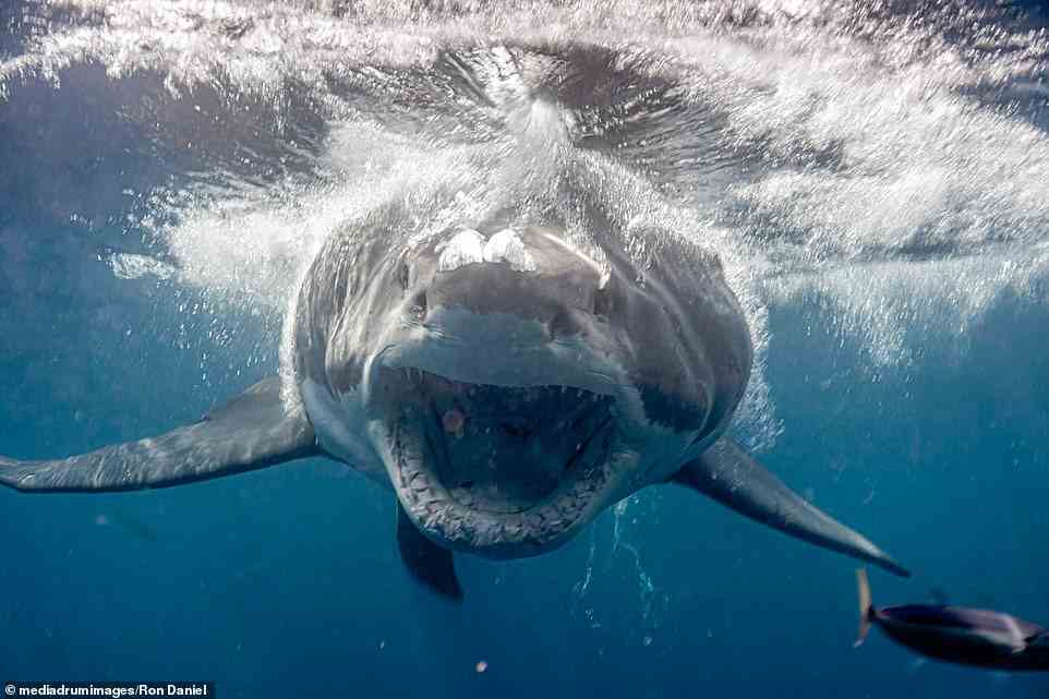 The ocean above the shark's head appears to shudder as the predator fish hits the surface. Weighing around 2.5 tons each, their presence in the water would certainly be felt as soon as they drop from above the water - or emerge from deep below