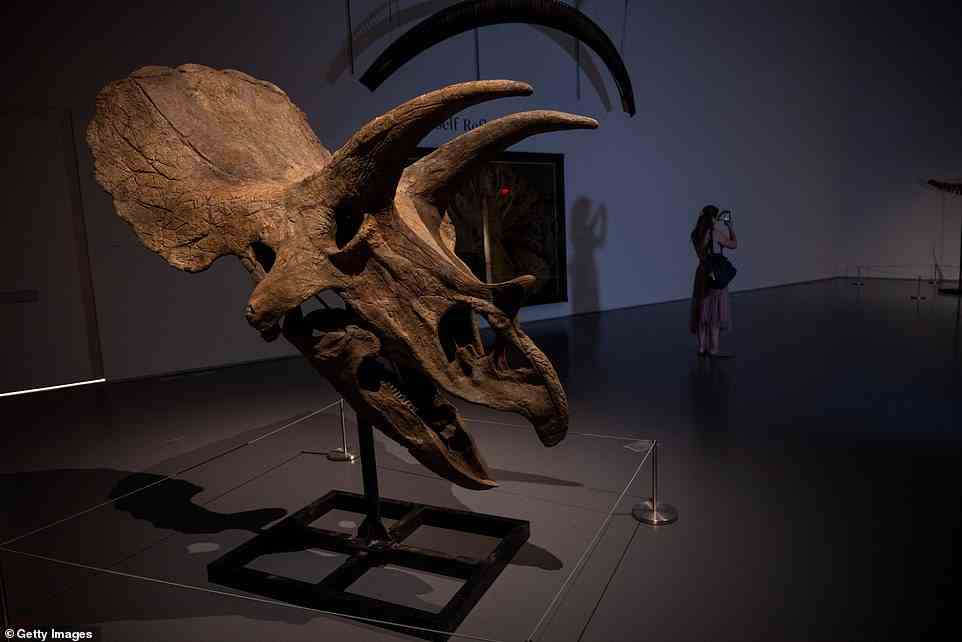 Andere Dinosaurier werden bei der Auktion vorgestellt, wie zum Beispiel dieser massive Triceratops-Schädel, der bis zu 35.000 Dollar einbringen könnte