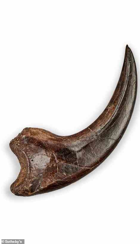 Abgebildet ist die Tötungsklaue eines Dakotaraptors, der vor 66 Millionen Jahren lebte