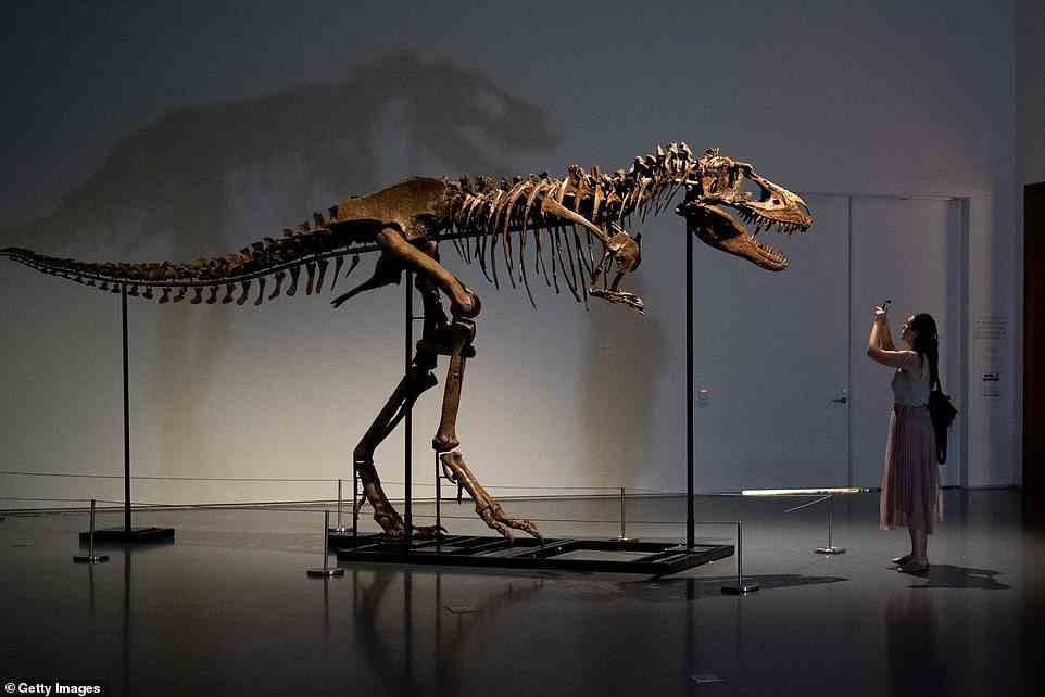 Das Hauptereignis der Natural History-Gruppe ist ein vollständiges Gorgosaurus-Skelett, das bis zu 8 Millionen US-Dollar einbringen könnte.  Das höchste Gebot liegt am Freitag bei 3,5 Millionen Dollar