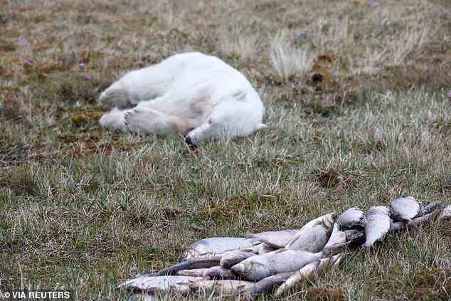 Monetochka schläft im Gras neben einem Fischhaufen, nachdem er endlich aus der Dose befreit wurde