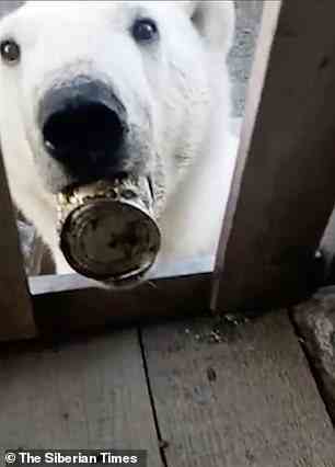 Der hungernde Eisbär suchte Hilfe bei Häusern in einem arktischen Außenposten, nachdem er sich mit der Zunge in einer Blechdose verfangen hatte