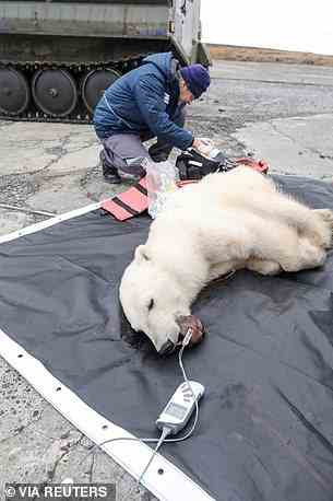 Mikhail Alshinetsky, Cheftierarzt des Moskauer Zoos, sagte, das weibliche Bärenjunge sei etwa zwei Jahre alt und abgemagert