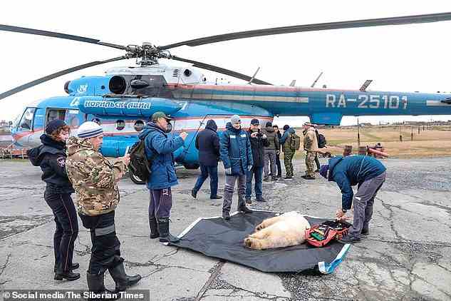 Der abgemagerte Bär wurde dann erfolgreich in einen Käfig gesetzt und mit einem Helikopter etwa 50 Meilen weit in die Tundra geflogen