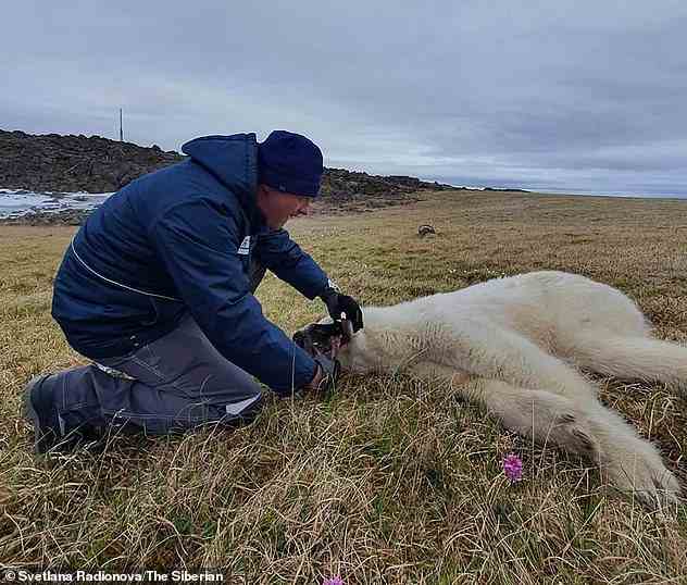 Tierärzten gelang es, den Eisbären mit dem ersten Schuss zu beruhigen und die Blechdose zu entfernen