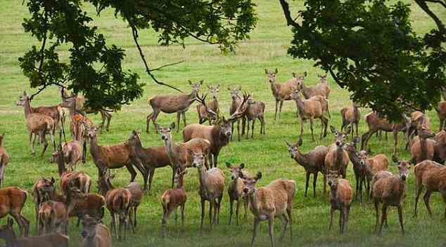 Besucher können im Safaripark Tiere wie Lamas, Hirsche und Ziegen beobachten