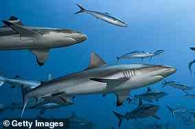 Eine Gruppe Grauer Riffhaie (Carcharhinus amblyrhynchos) und Schwarzspitzen-Riffhaie (Carcharhinus melanopterus) schwimmen in der Nähe von Tahiti, Französisch-Polynesien, im Pazifischen Ozean