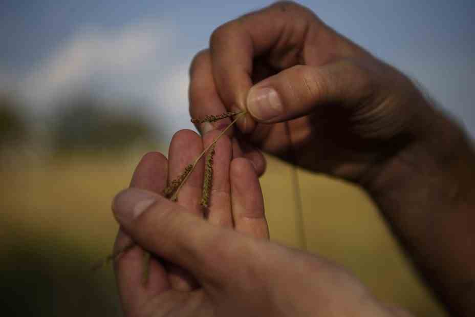 closeup of a hands holding a strand of grass outside