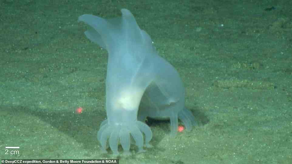 The CCZ spans 3,100 miles (5,000 kilometres) between Hawaii and Mexico, and is one of has been the focus of study since its discovery in 1950. Pictured: Peniagone vitrea ¿ a type of sea cucumber