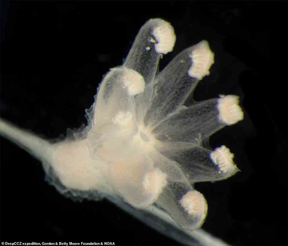 In a paper, published this month in ZooKeys , it was revealed that of the 55 specimens recovered from the 2018 CCZ expedition, 48 were of different species. Pictured: A new species of soft coral called Chrysogorgia
