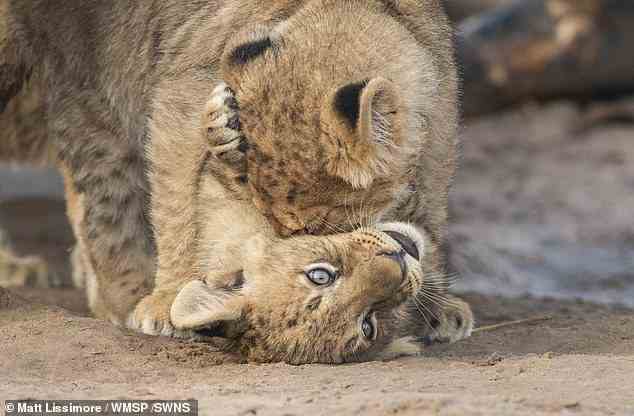 Während Löwen dazu neigen, mehr Zeit mit Schlafen zu verbringen, müssen Löwinnen ihre Jungen aufziehen und nach genügend Nahrung für sie und schwächere Mitglieder ihres Rudels jagen