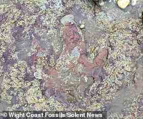 Ein Dinosaurier-Fußabdruck, abgebildet, der an einem Strand auf der Isle of Wight von Storm Ciara freigelegt wurde, gehört zu einem 130 Millionen Jahre alten Therapoden, behaupten Fossilienjäger