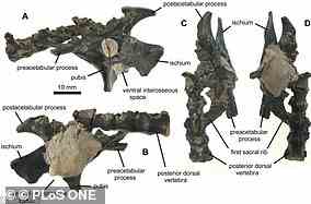 Im Bild das von Daisy Morris gefundene Fossil, das zu einer bisher unbekannten Art von Flugsauriern gehört