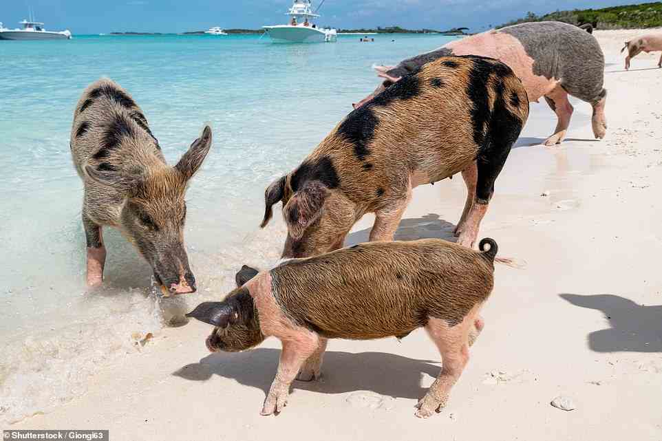 16. PIG BEACH, BIG MAJOR CAY, EXUMA, THE BAHAMAS: Big 7 Travel says that ¿no one quite knows¿ how the pigs arrived on this Insta-famous beach, since Big Major Cay is uninhabited and pigs aren¿t native to the island. Fancy visiting it for yourself? The travel site reveals: ¿You can book a day trip boat ride to see this beach¿s pristine waters and swim alongside piglets¿