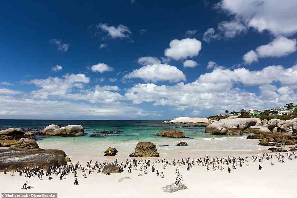 9. BOULDERS BEACH, WESTERN CAPE PROVINCE, SOUTH AFRICA: A whole colony of as many as 3,000 African penguins nest on this beach ¿ and the best time to see them is during the summertime, Big 7 Travel reveals. The beach is protected by Cape Nature Conservation and visitors are forbidden from getting close to the penguins - instead, the seabirds can be viewed from walkways that stretch over the sand