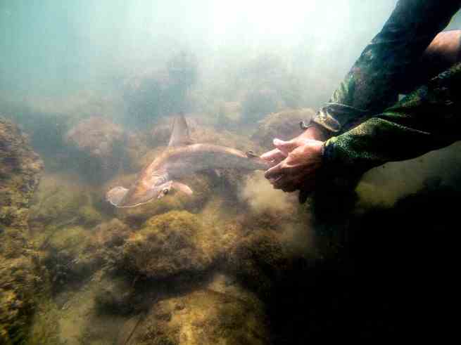 ein unter Wasser aufgenommenes Foto von Händen, die nach einem Hai greifen