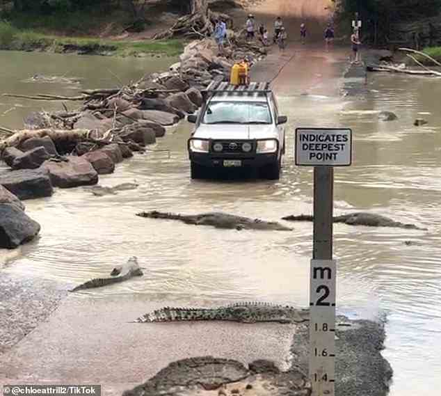 Ein Fahrer musste an dem berüchtigten Ort im Northern Territory anhalten und darauf warten, dass Krokodile (im Bild) vorbeifuhren