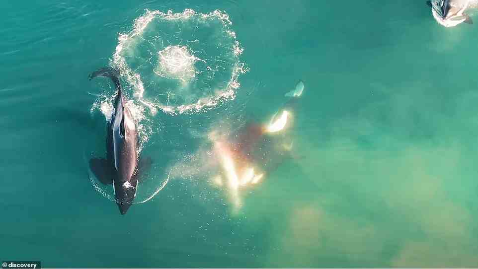Ein dritter Orca erscheint, reißt die Leber des Hais heraus und frisst sie.  Das einst blaue Wasser wird durch den blutenden Hai sofort rot