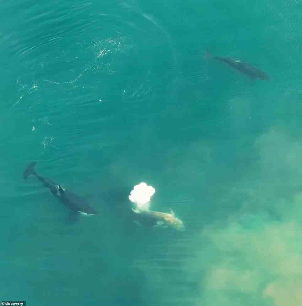 Ein Weißer Hai taucht aus der Tiefe auf und weckt das Interesse der beiden Orcas – aber der Hai weiß nicht, was unter ihm lauert