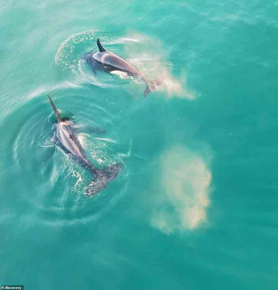 Die wilde Geschichte beginnt damit, dass die Zuschauer zwei Orcas sehen, die in Gewässern vor der Küste Südafrikas plantschen und schwimmen