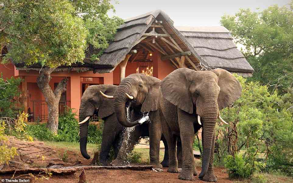 Samantha Simmonds und ihre Familie begaben sich auf ein „unglaubliches Safari-Abenteuer“ im Wildreservat Thanda in Südafrika.  Oben sind Elefanten im Reservat