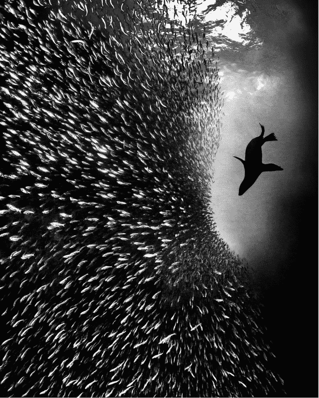 Ein Seelöwe jagt Sardinen, von unten gesehen in Schwarz-Weiß