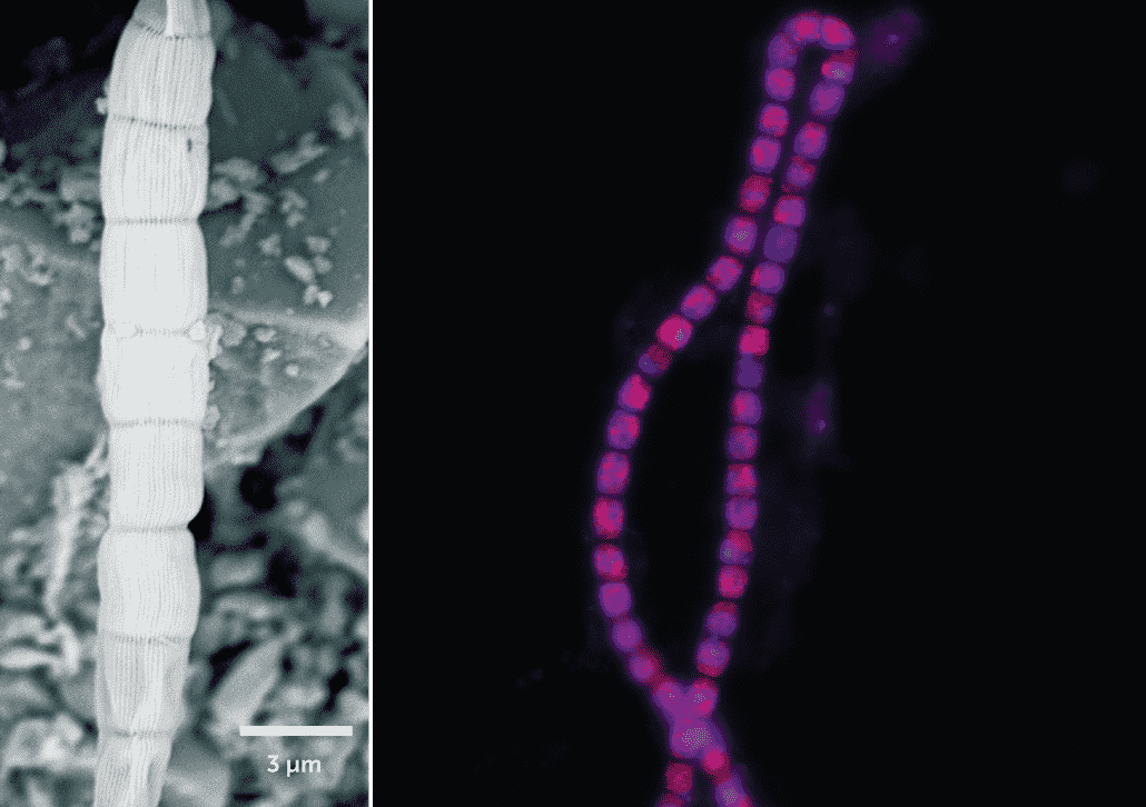 composite microscope images of a close-up showing parallel fibers (in black and white) and a cable bacterium (in false color pink and purple)