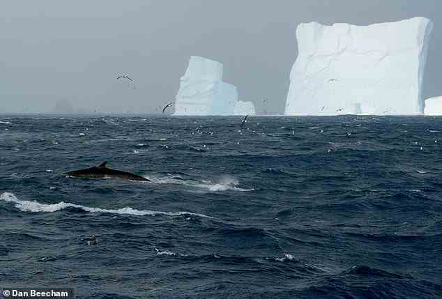 Forscher haben Hunderte von Südlichen Finnwalen entdeckt, die sich in der Nähe von Elephant Island in der Antarktis zusammen ernährten
