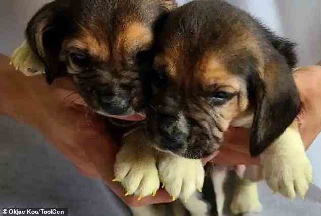 Welpen: Zwei Beagle-Hunde wurden in Südkorea geboren, nachdem sie zum ersten Mal aus geklonten Hautzellen geschaffen wurden, die durch Gen-Editierung verändert wurden