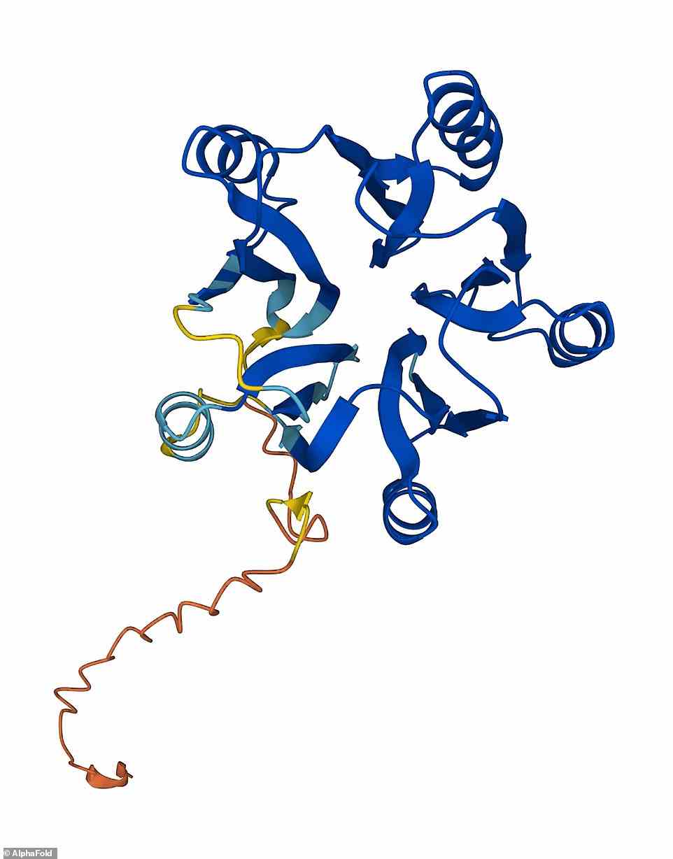Google's DeepMind artificial intelligence can now reveal the structure of 200 million proteins that are the building blocks of life, enabling scientists to use that knowledge in a wide range of ways. Pictured above is F2OH23.2 protein, a plant protein that represents a potential new structural superfamily unlike anything seen before