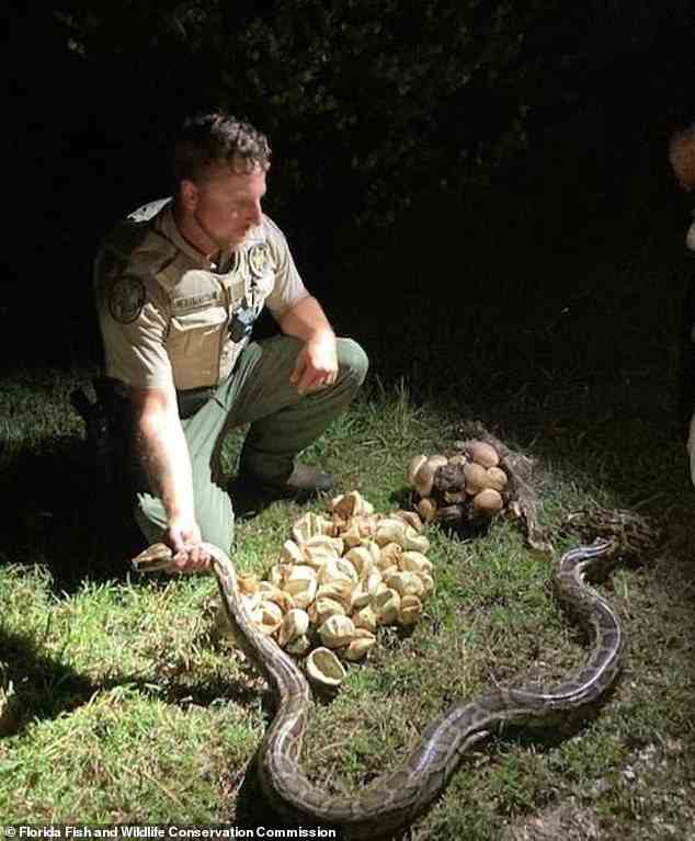 Matthew Rubenstein (im Bild), ein Offizier der Kommission, und der Python-Auftragnehmer Alex McDuffie fanden zwei Nistplätze im Big Cypress National Preserve