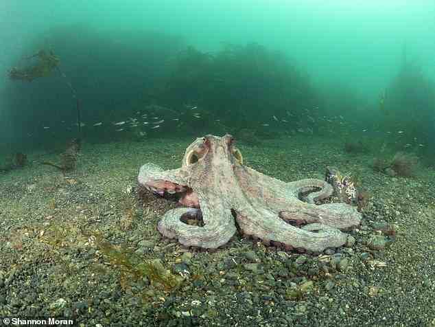 Trotz ihres Namens „Common Octopus“ ist diese große Krakenart in britischen Gewässern selten zu sehen und wurde in Cornwall im Durchschnitt nur zweimal im Jahr gesichtet.