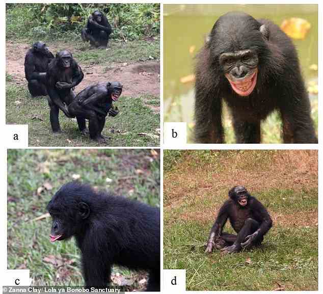 Fotos, die Gefühlsausdrücke von Bonobo-Opfern nach sozialen Konflikten zeigen, aufgenommen im Lola ya Bonobo Sanctuary.  a) Erwachsenes weibliches Opfer, das mit gefletschten Zähnen kauert, Gesichtsausdruck/Schreivokalisation, getröstet von einer erwachsenen Frau;  b) Beispiel für einen Gesichtsausdruck mit entblößten Zähnen;  c) Beispiel für einen schmollenden Gesichtsausdruck;  d) Beispiel für Schreien des Opfers/Blecken der Zähne plus gesträubtes Haar