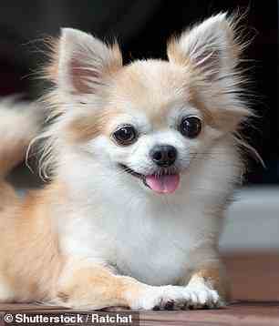 Dr. Terrell sagte, sie mag keine Chihuahuas (im Bild), die sie „Knöchelbeißer“ nannte, sowie chinesische Schopfhunde oder haarlose Hunde
