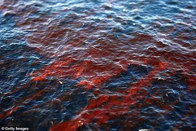 Nach dem explosiven Untergang der von BP betriebenen Bohrinsel Deepwater Horizon am 26. April 2010 bedecken Rohölranken die Gewässer des Golfs von Mexiko