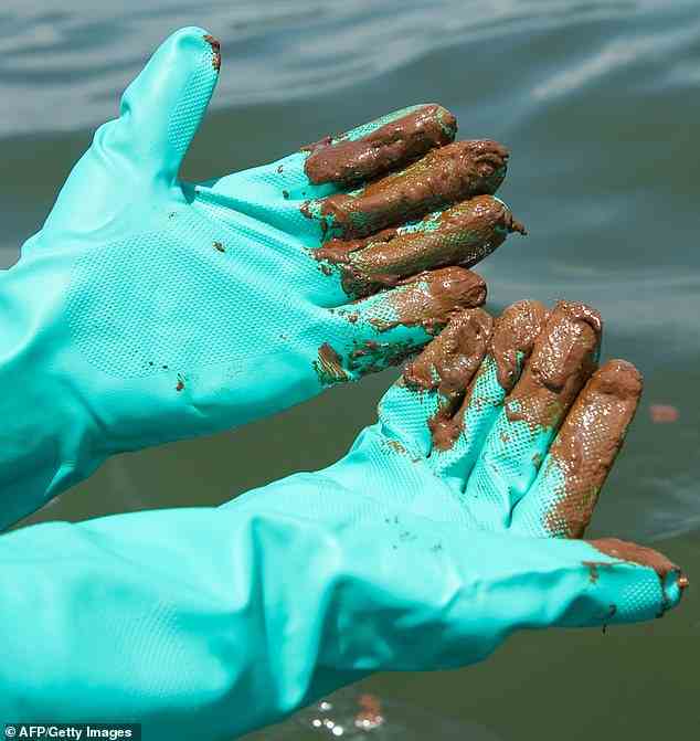 Die mit Handschuhen bedeckten Hände von Dan Howells, stellvertretender Kampagnenleiter bei Greenpeace, sind mit einer Ölschicht überzogen, nachdem er sie nach der Ölkatastrophe von BP Deepwater Horizon in der Nähe von Grand Isle, Louisiana, in Öl getaucht hatte, das auf der Oberfläche des Golfs von Mexiko schwamm. 10. Juni 2010