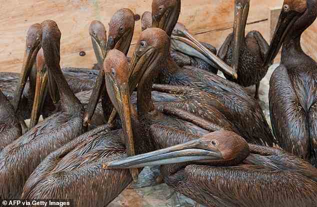 Ölbedeckte braune Pelikane, die vor der Küste von Louisiana gefunden wurden und von der Ölpest der BP Deepwater Horizon im Golf von Mexiko betroffen waren, warten am 11. Juni 2010 im Fort Jackson Oiled Wildlife Rehabilitation Center in Buras, Louisiana, auf die Reinigung