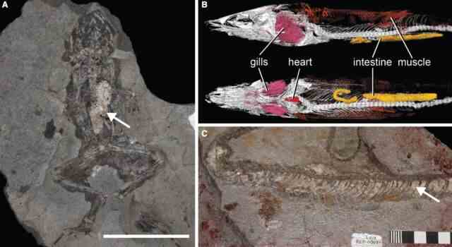 Beispiele für phosphatisiertes Weichgewebe in Fossilien: (a) ein Froschmagen mit phosphatiertem Hohlraum;  (b) Mikro-CT-Bild eines brasilianischen Fischfossils mit phosphatierten inneren Organen;  (c) Colubrid-Schlange mit phosphatierter Haut.