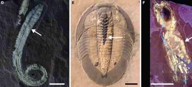 Weitere Beispiele für phosphatierte Weichteile in Fossilien: (d) Polychaete-Wurm mit phosphatierter Muskulatur;  (e) Trilobit mit phosphatisiertem Darmtrakt;  und (f) Vampyropodenkrake unter UV-Licht, um phosphatisiertes Gewebe zu zeigen.
