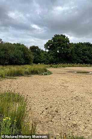 Watering holes at Knepp are drying up as a result of the heatwaves in the UK this summer