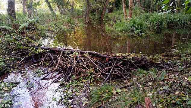 Two Eurasian beavers were introduced to the Holnicote Estate, a National Trust site near Minehead in Somerset, in an enclosure in 2020. Pictured is what is believed to be the first beaver dam on Exmoor for over 400 years