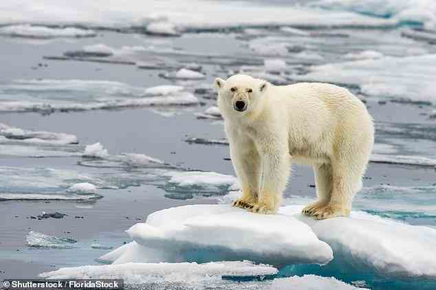 Im Bild ein Eisbär auf einer schmelzenden Eisscholle im Arktischen Meer.  Die Temperaturen in der Arktis erwärmen sich schneller als im Rest der Welt, hauptsächlich aufgrund des Verlusts von Meereis (Dateifoto)