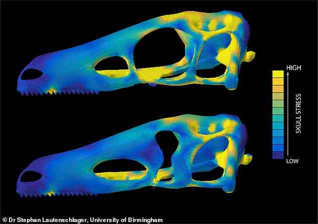 Computersimulationen hypothetischer Dinosaurierschädel.  Farben zeigen Schädelstress an.  Hohe Spannungen treten bei einem Schädel mit runder Augenhöhle (oben), geringere Spannungen bei einem Schädel mit schlüssellochförmiger Augenhöhle (unten) auf.
