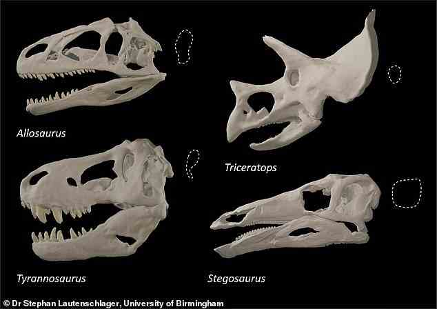 Im Vergleich: Abgebildet sind die Schädel verschiedener Dinosaurier, die unterschiedliche Formen der Augenhöhlen zeigen