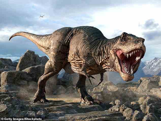 Engere Augenhöhlen haben möglicherweise dazu beigetragen, dass T.Rex stärker zubeißt, auf Kosten der Anpassung an größere Augen, was frühere Forschungen vermuten lässt, dass die visuelle Wahrnehmung verbessert werden kann