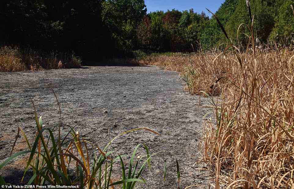 A completely dry pond in Wanstead Park in northeast London, as heatwaves and drought caused by climate change continue in the UK