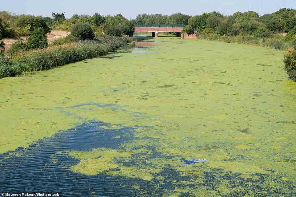 Algal blooms are smothering parts of the Jubilee River in Slough, Berkshire yesterday. As the heatwave continues an Amber Level 3 Heat Health Alert remains in force with temperatures forecast to peak on Saturday