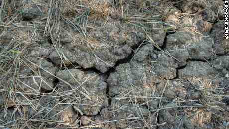 Rissige Erde in einem ausgetrockneten Feld in der Nähe von Chelmsford, England.