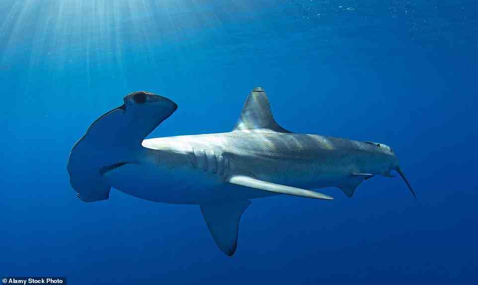 The Smooth Hammerhead Shark has a broad distribution worldwide but prefers temperate waters. It's a very rare sight in British waters, but if one does appear, it will most likely be in the North Atlantic, off the coast of the western tip of Cornwall
